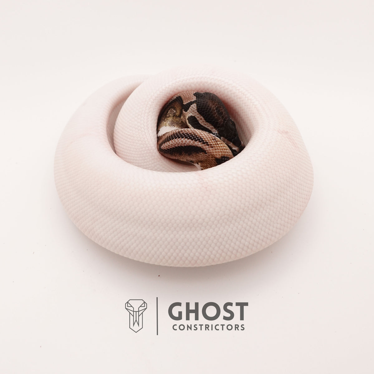 Pastel Pied VPI Axanthic — Male, 2024 hatch, captive-bred by Ghost Constrictors