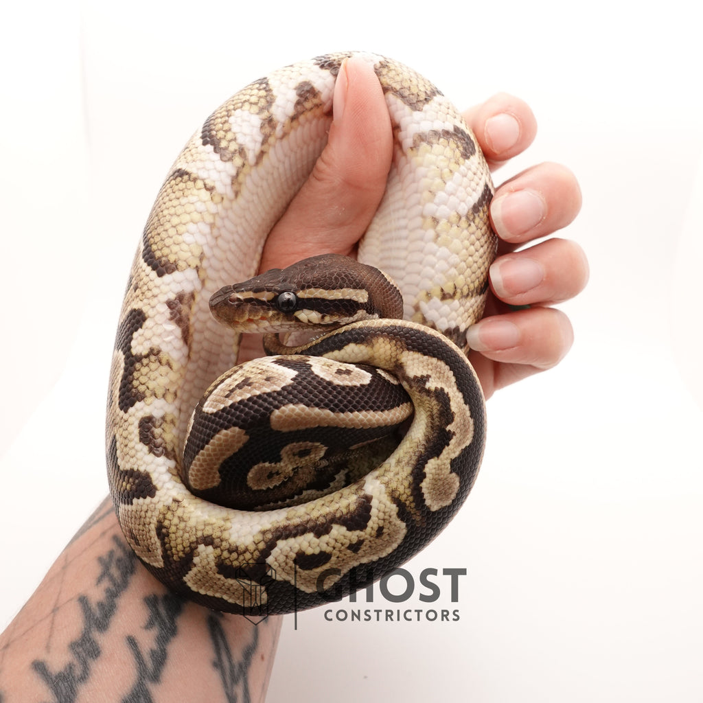 Mojave Het VPI Het Pied Ball Python — Male, 2024 hatch, captive-bred by Ghost Constrictors
