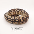 Mojave Het VPI Het Pied Ball Python — Male, 2024 hatch, captive-bred by Ghost Constrictors