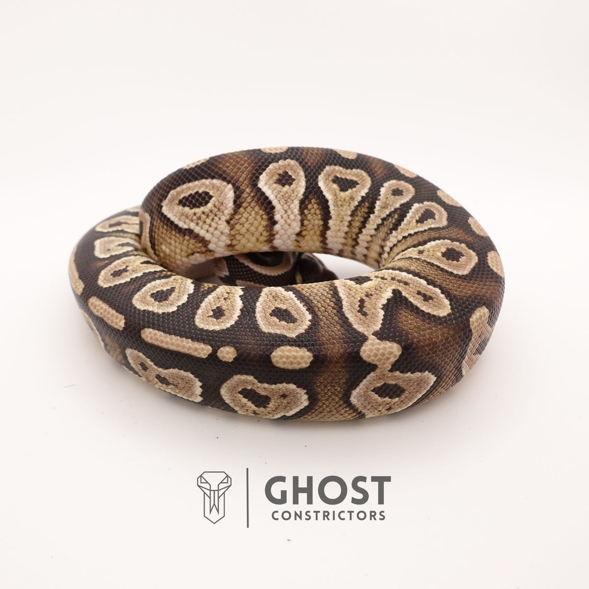 Mojave Het VPI Het Pied Ball Python — Male, 2024 hatch, captive-bred by Ghost Constrictors