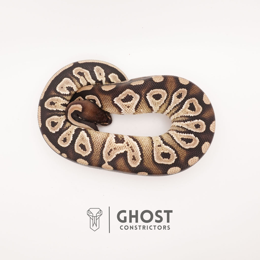 Mojave Het VPI Het Pied Ball Python — Male, 2024 hatch, captive-bred by Ghost Constrictors