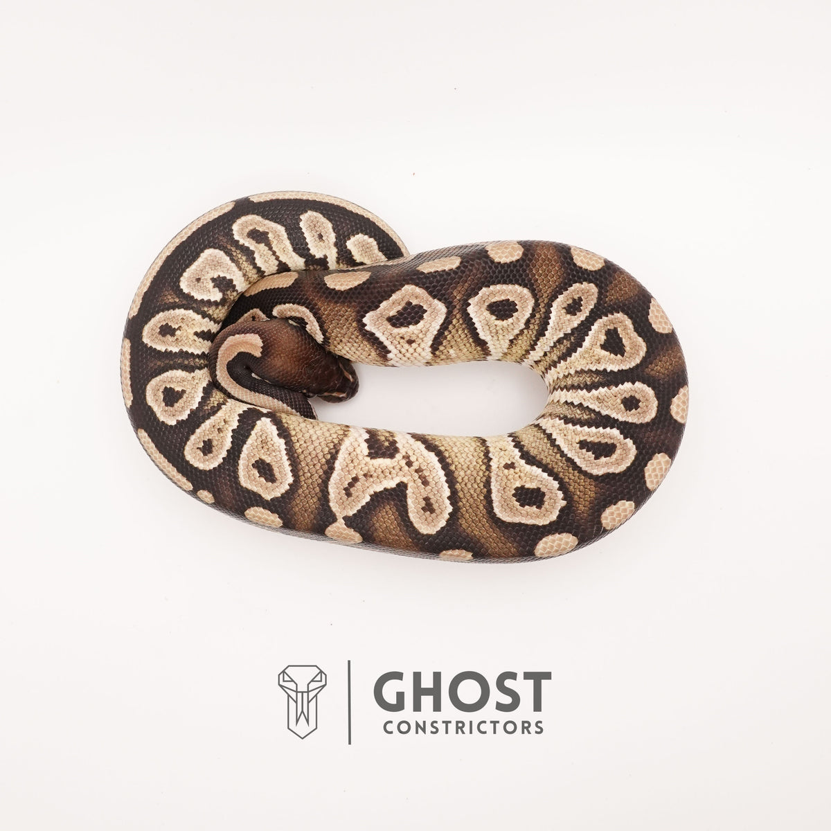 Mojave Het VPI Het Pied Ball Python — Male, 2024 hatch, captive-bred by Ghost Constrictors