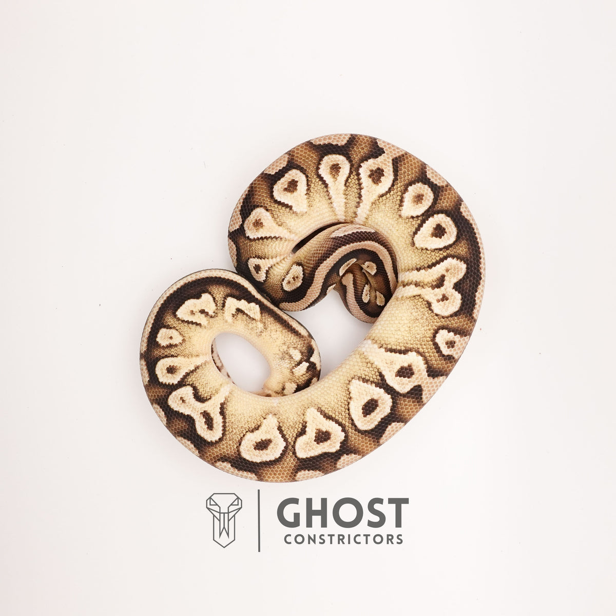 Mojave Pastel Dbl Het VPI Axanthic Pied — Female, 2024 hatch, captive-bred by Ghost Constrictors