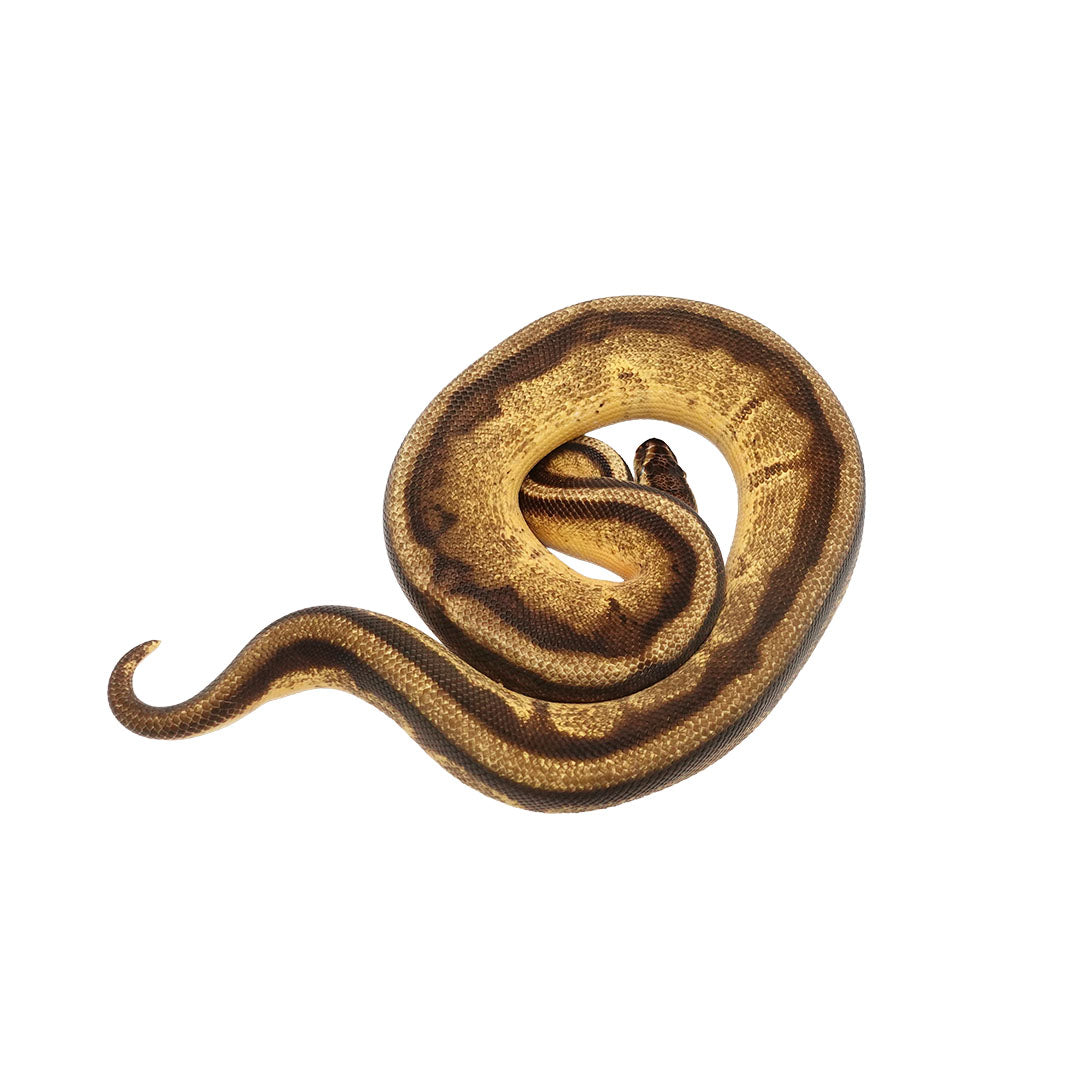 Pastel Yellow Belly Enchi Genetic Stripe Ball Python