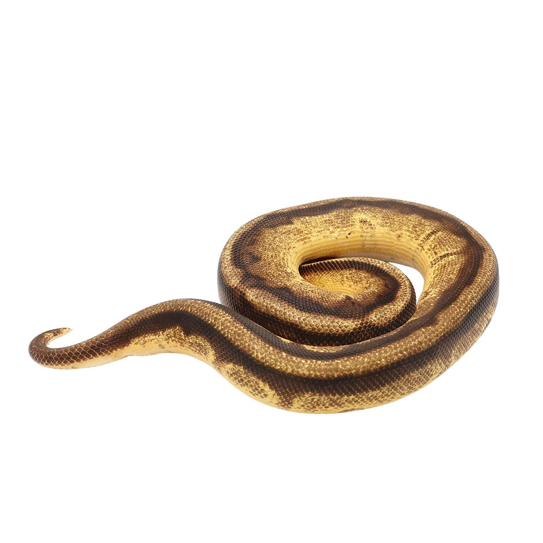 Pastel Yellow Belly Enchi Genetic Stripe Ball Python