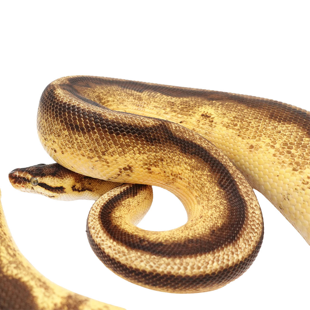 Pastel Yellow Belly Enchi Genetic Stripe Ball Python