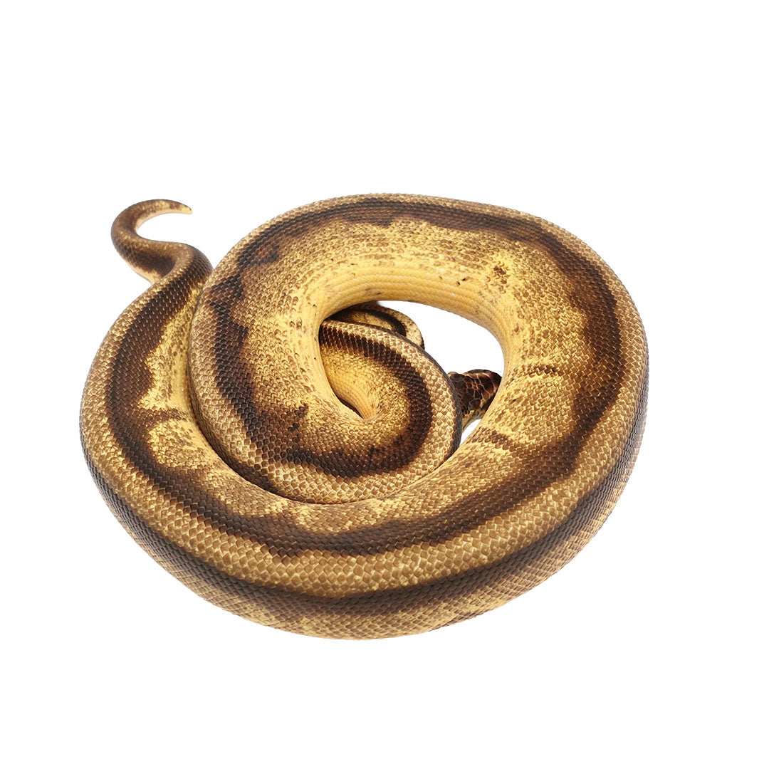 Pastel Yellow Belly Enchi Genetic Stripe Ball Python