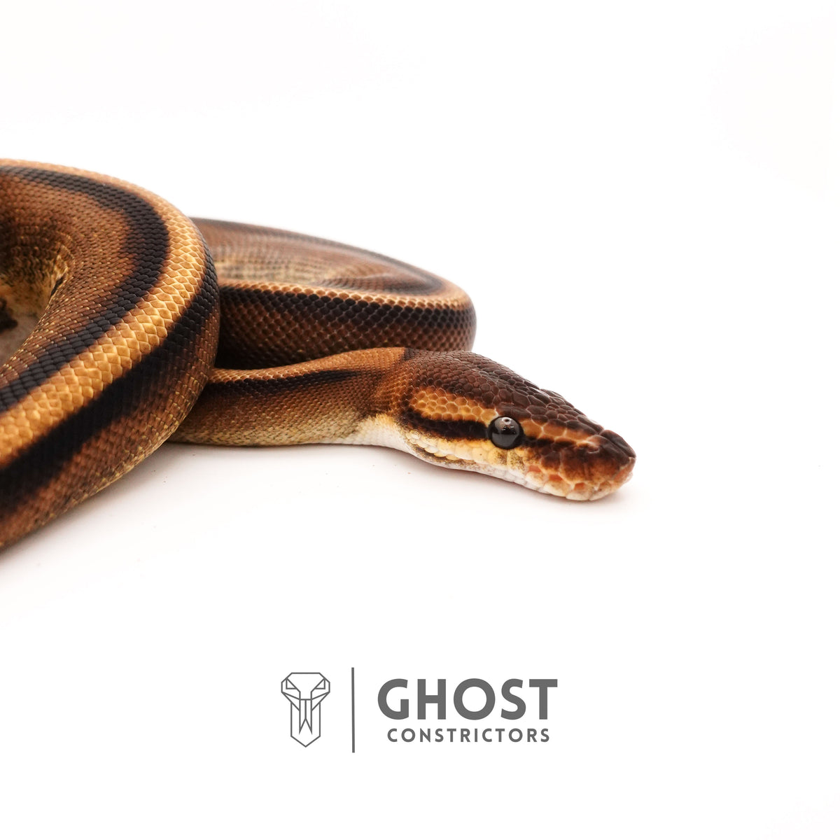 G-Stripe 50% Het Clown — Female, 2024 hatch, captive-bred by Ghost Constrictors