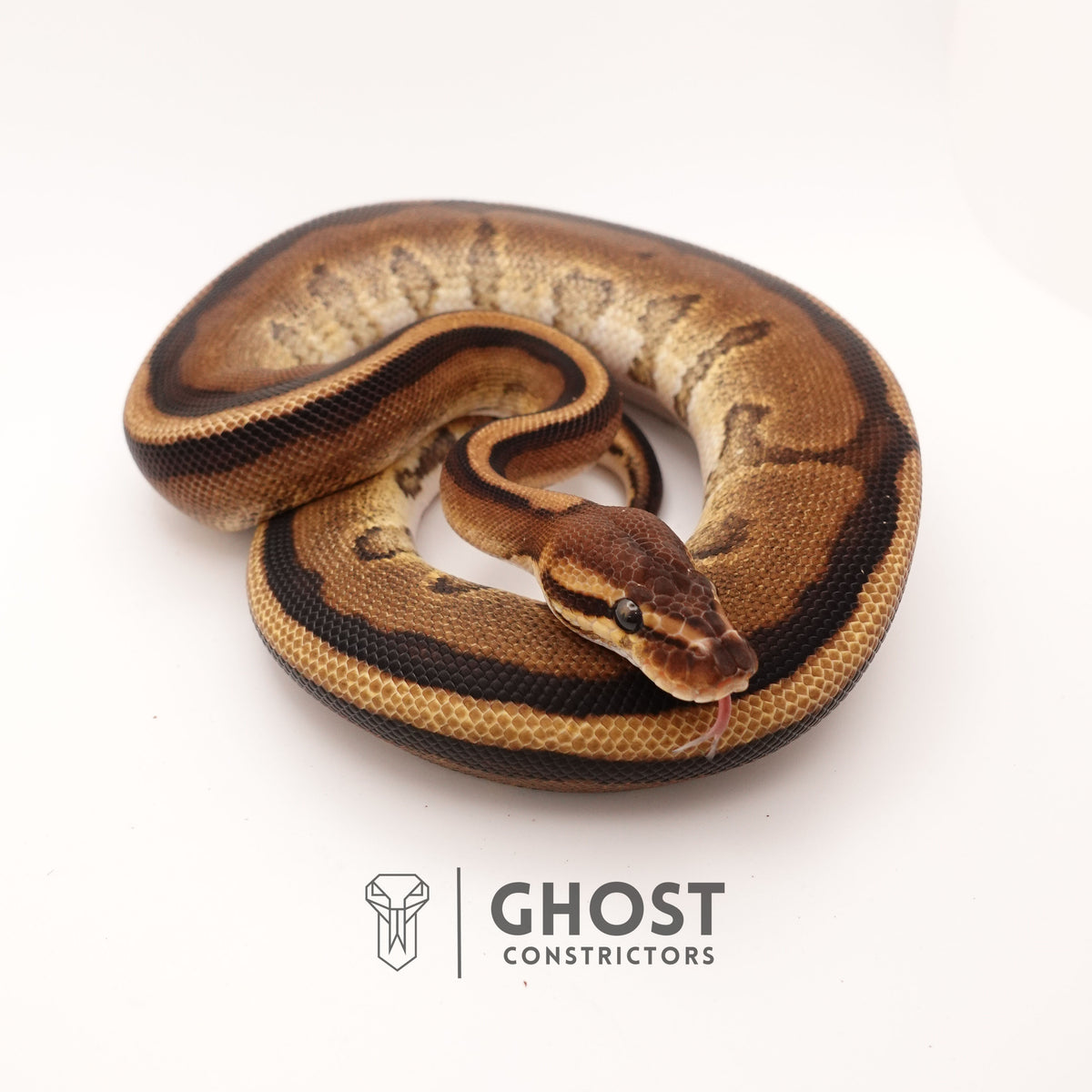 G-Stripe 50% Het Clown — Male, 2024 hatch, captive-bred by Ghost Constrictors
