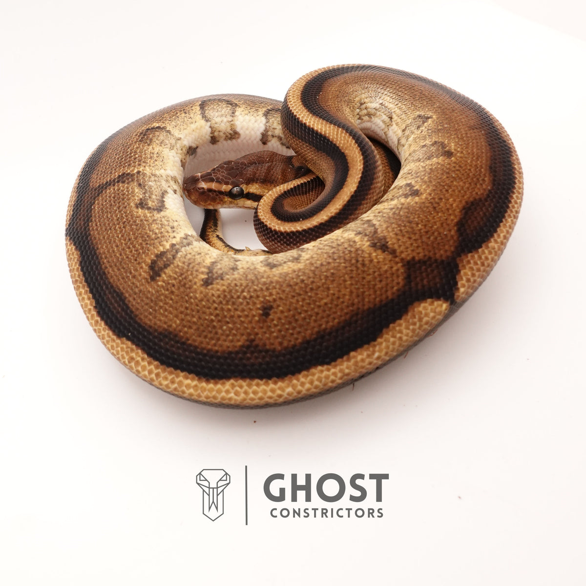 G-Stripe 50% Het Clown — Male, 2024 hatch, captive-bred by Ghost Constrictors