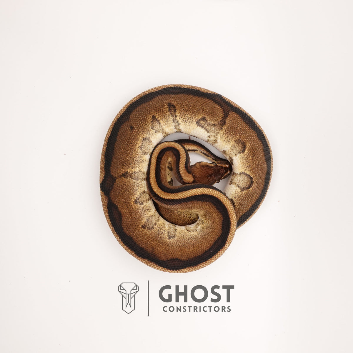 G-Stripe 50% Het Clown — Male, 2024 hatch, captive-bred by Ghost Constrictors