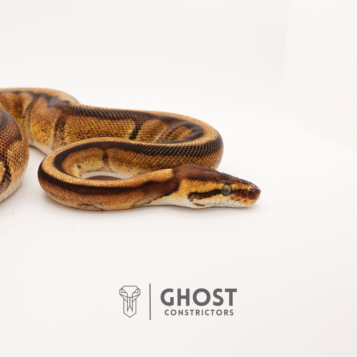 Enchi G-Stripe 50% Het Clown — Female, 2024 hatch, captive-bred by Ghost Constrictors