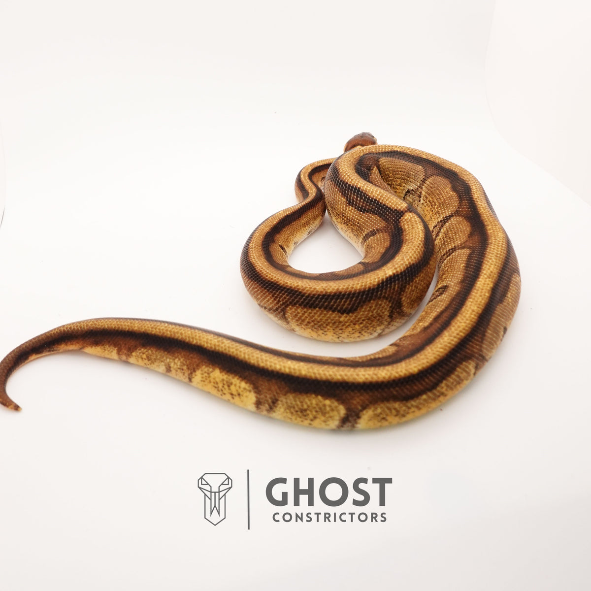Enchi G-Stripe 50% Het Clown — Female, 2024 hatch, captive-bred by Ghost Constrictors