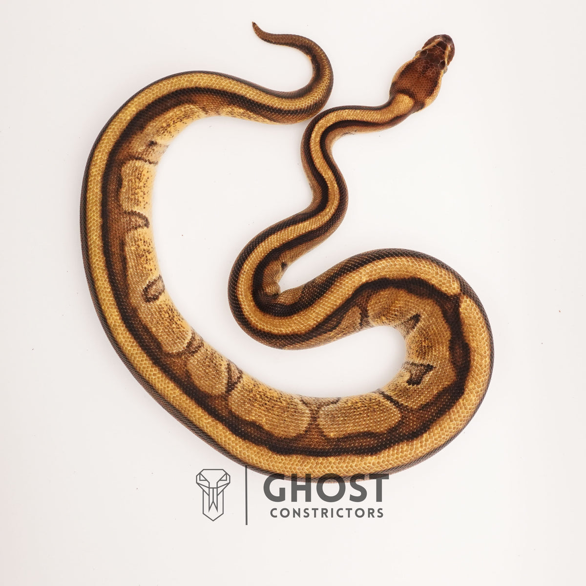 Enchi G-Stripe 50% Het Clown — Female, 2024 hatch, captive-bred by Ghost Constrictors