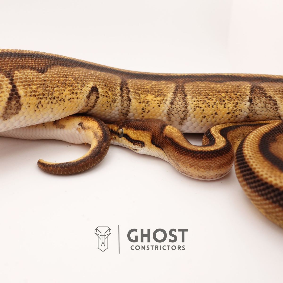 Enchi G-Stripe 50% Het Clown — Female, 2024 hatch, captive-bred by Ghost Constrictors