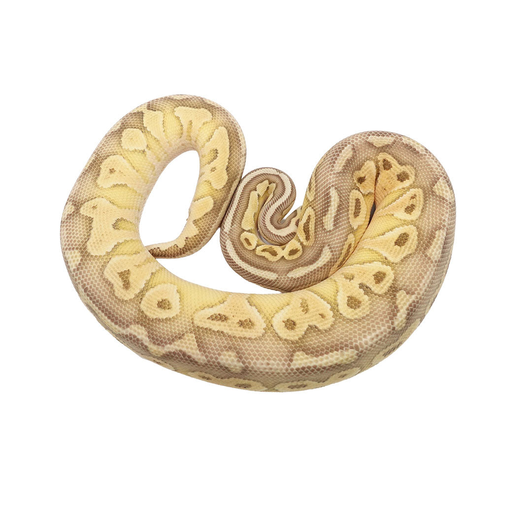 Pastel Lesser Mojave Het Clown Female Ball Python