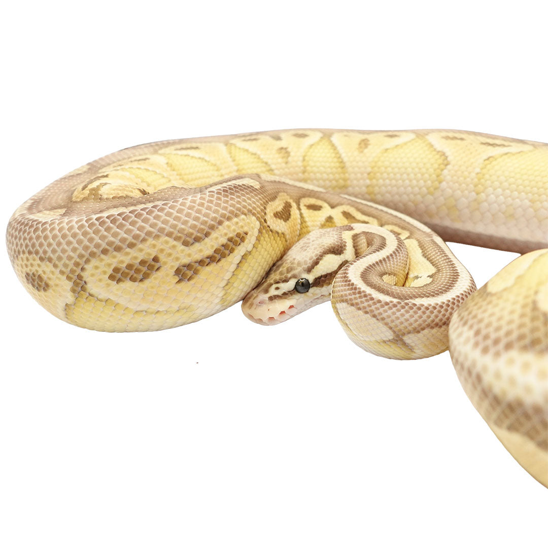 Pastel Lesser Mojave Het Clown Female Ball Python