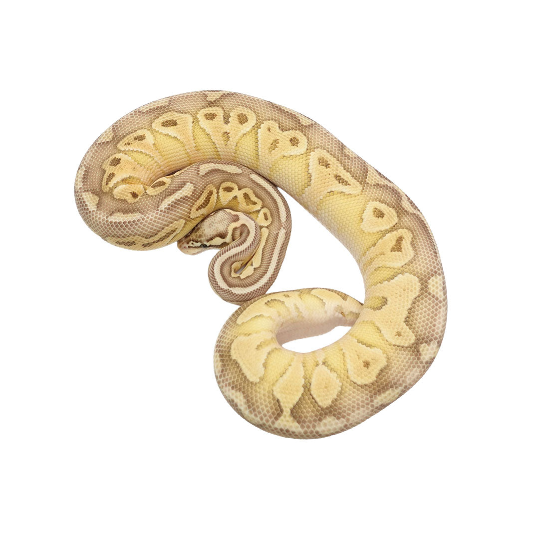 Pastel Lesser Mojave Het Clown Female Ball Python