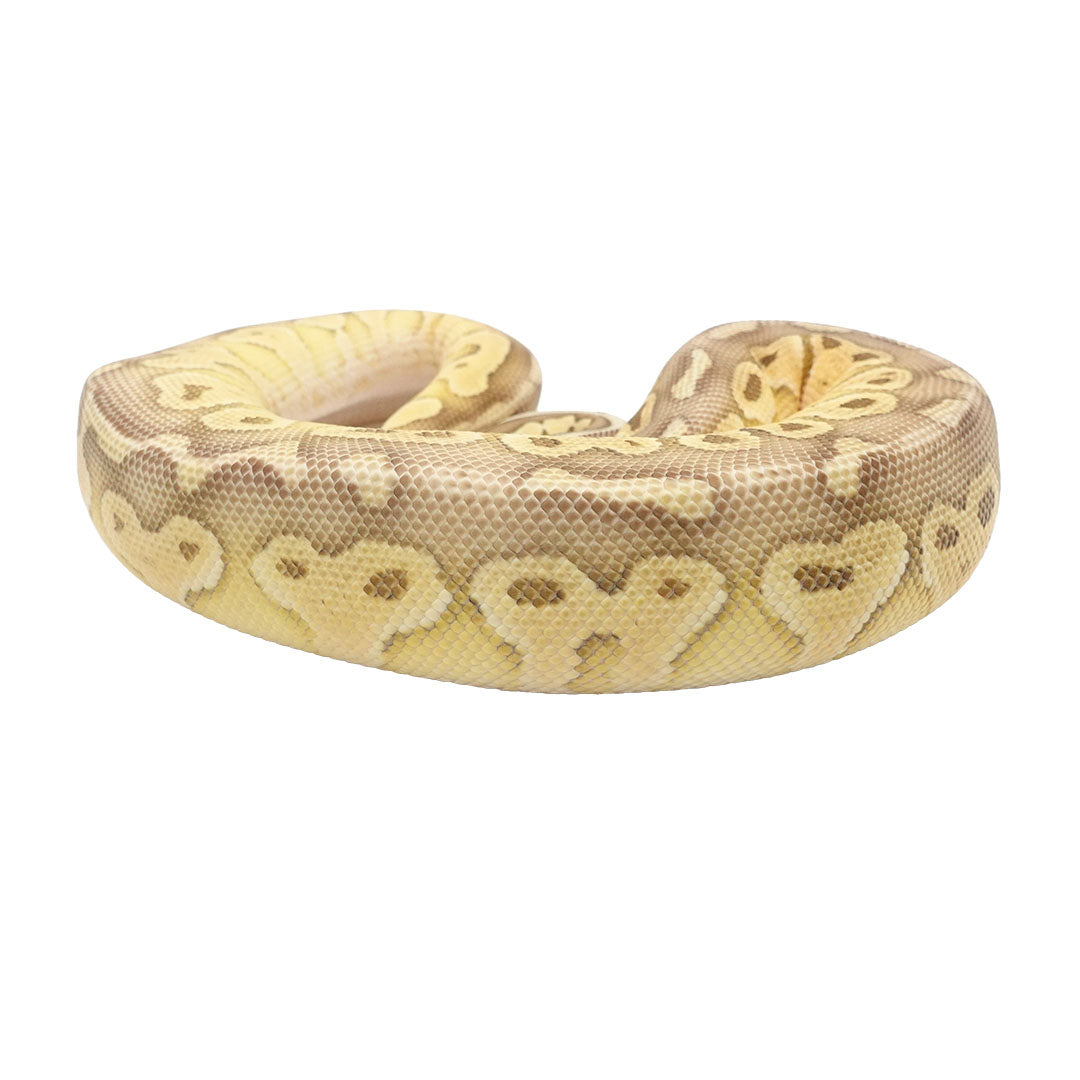 Pastel Lesser Mojave Het Clown Female Ball Python