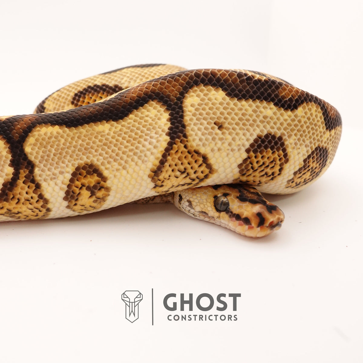 Clown, Spotnose, Yellow Belly — Female, 2024 hatch, captive-bred by Ghost Constrictors