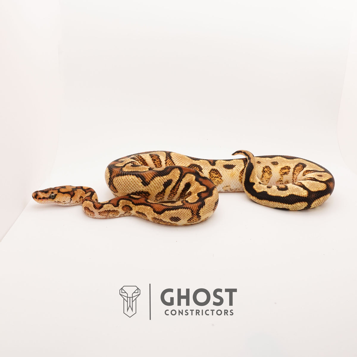 Clown, Spotnose, Yellow Belly — Female, 2024 hatch, captive-bred by Ghost Constrictors
