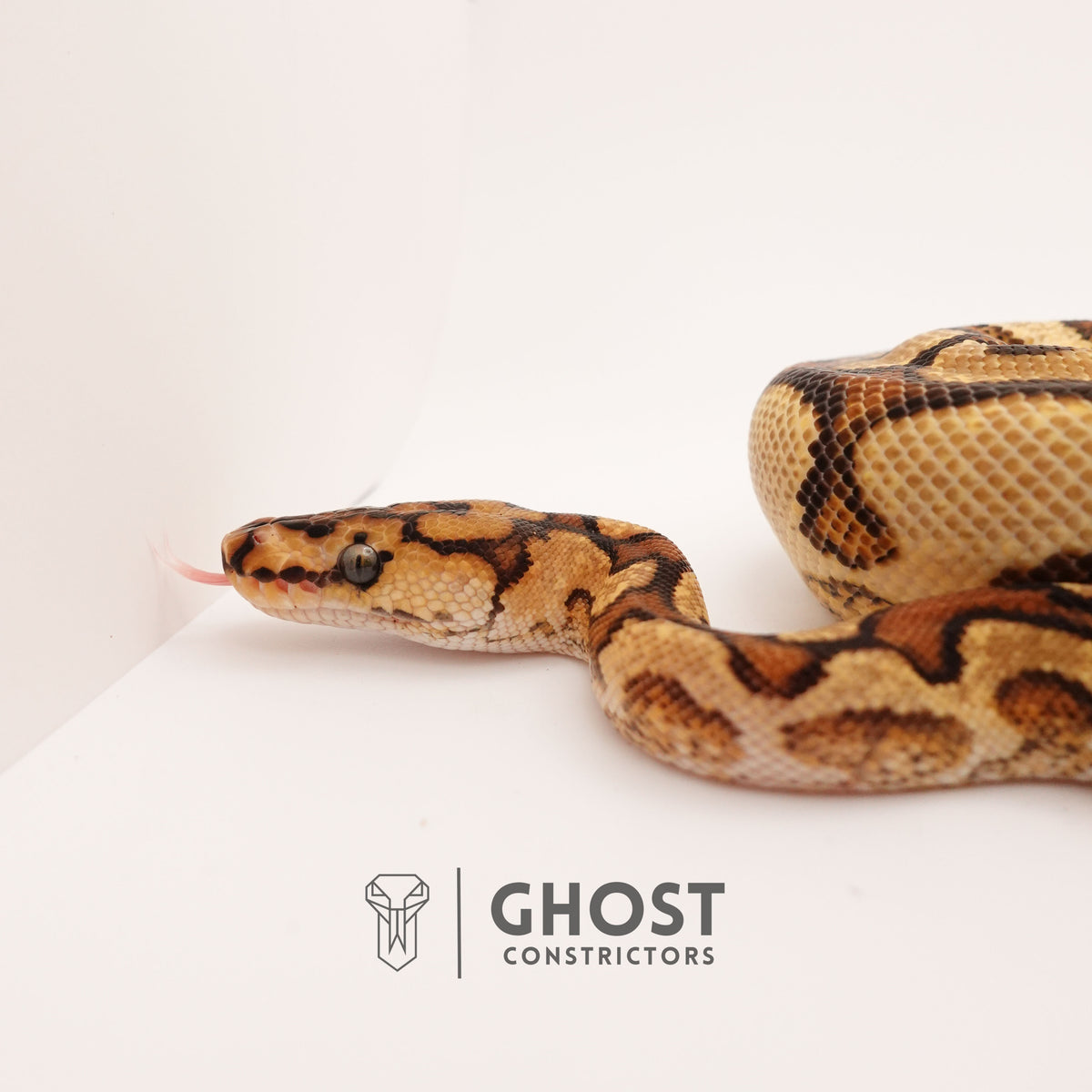 Clown, Spotnose, Yellow Belly — Female, 2024 hatch, captive-bred by Ghost Constrictors