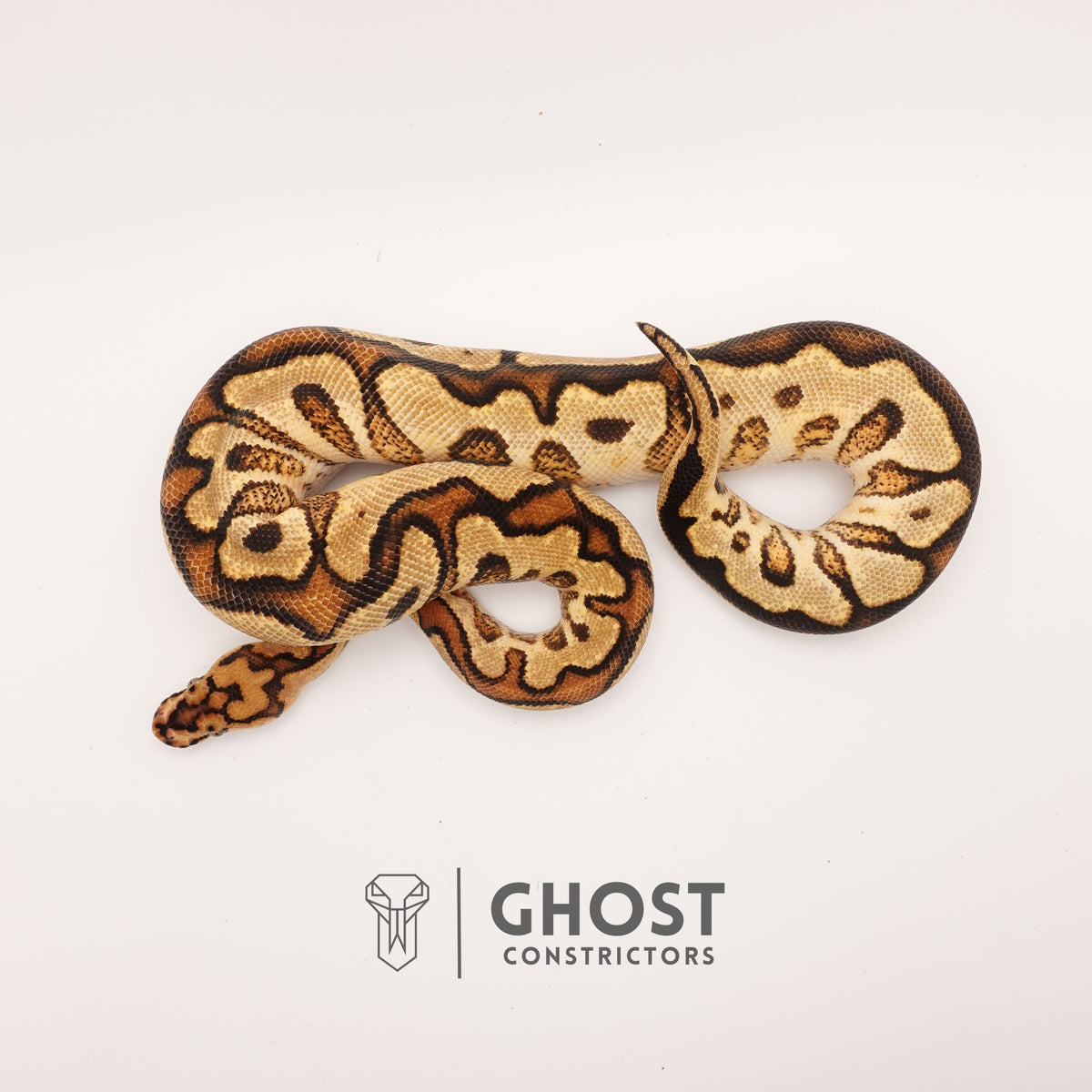 Clown, Spotnose, Yellow Belly — Female, 2024 hatch, captive-bred by Ghost Constrictors