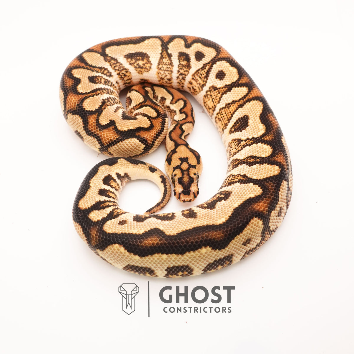 Spotnose YB Clown — Male, 2024 hatch, captive-bred by Ghost Constrictors