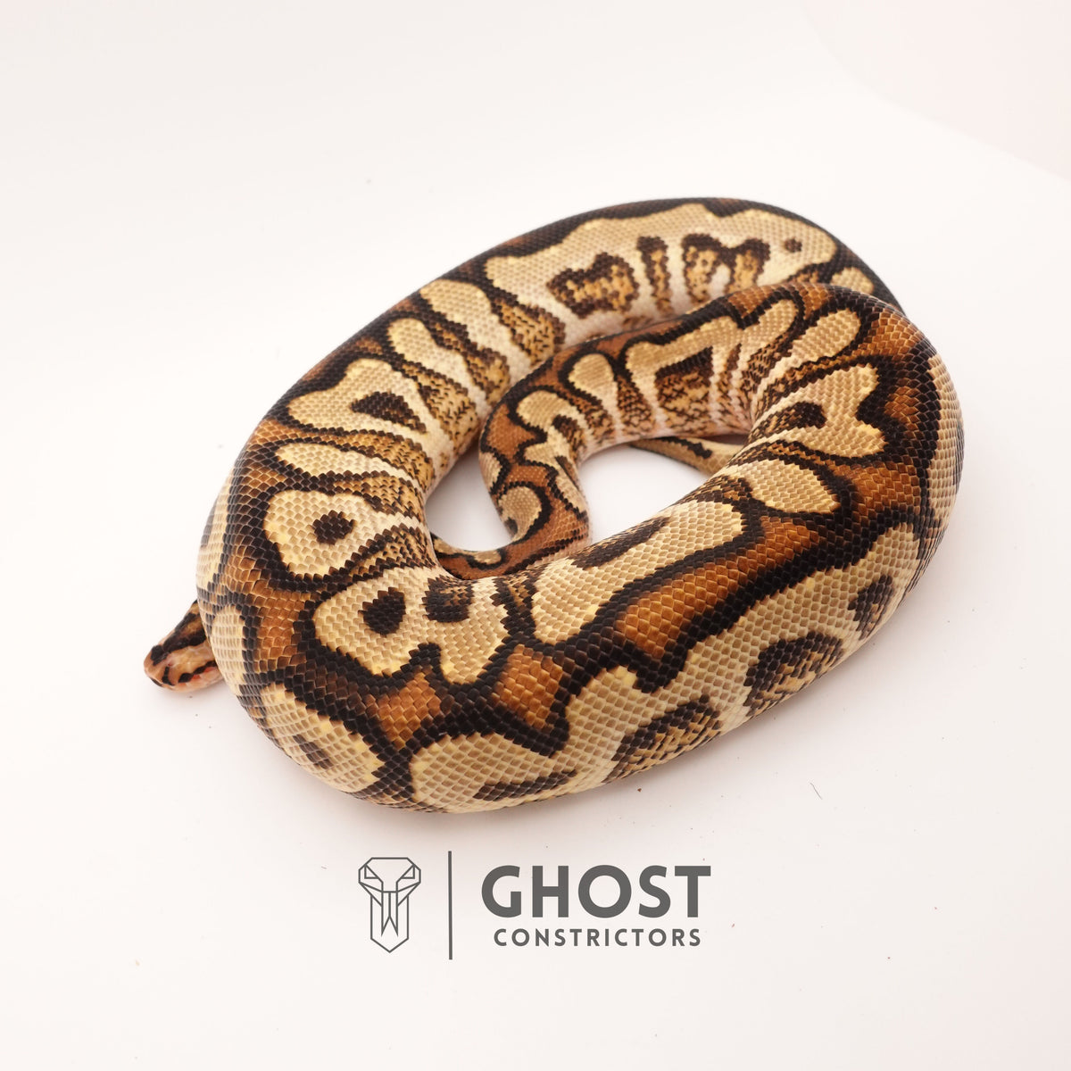 Spotnose YB Clown — Male, 2024 hatch, captive-bred by Ghost Constrictors