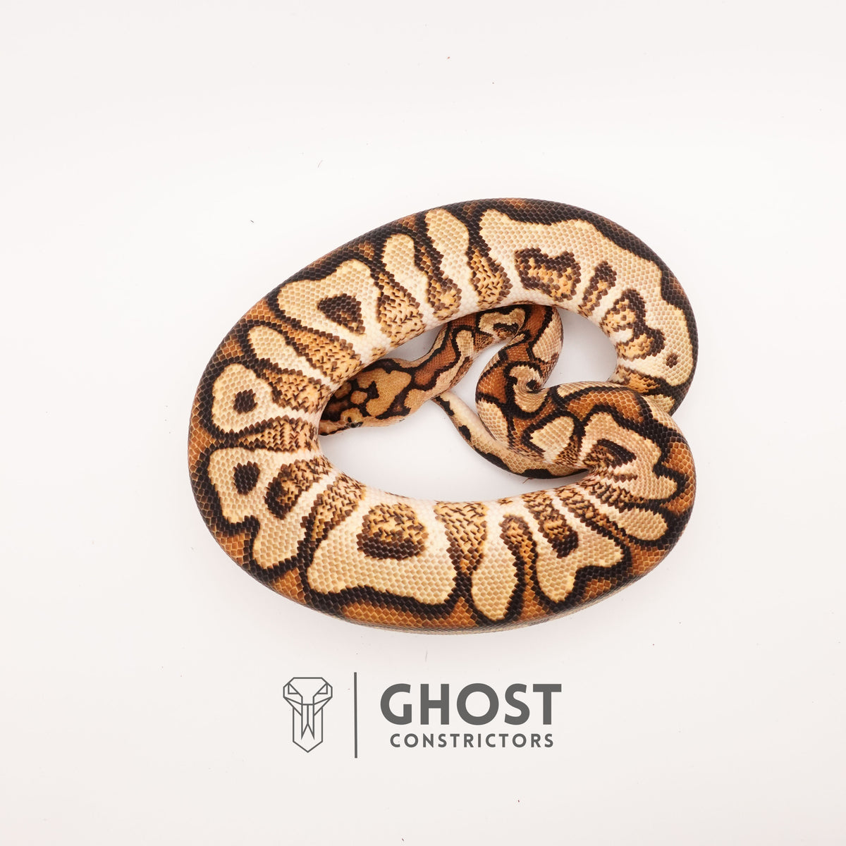 Spotnose YB Clown — Male, 2024 hatch, captive-bred by Ghost Constrictors