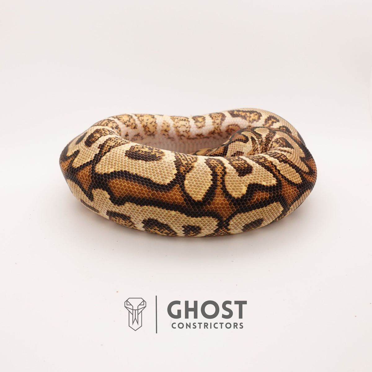 Spotnose YB Clown — Male, 2024 hatch, captive-bred by Ghost Constrictors