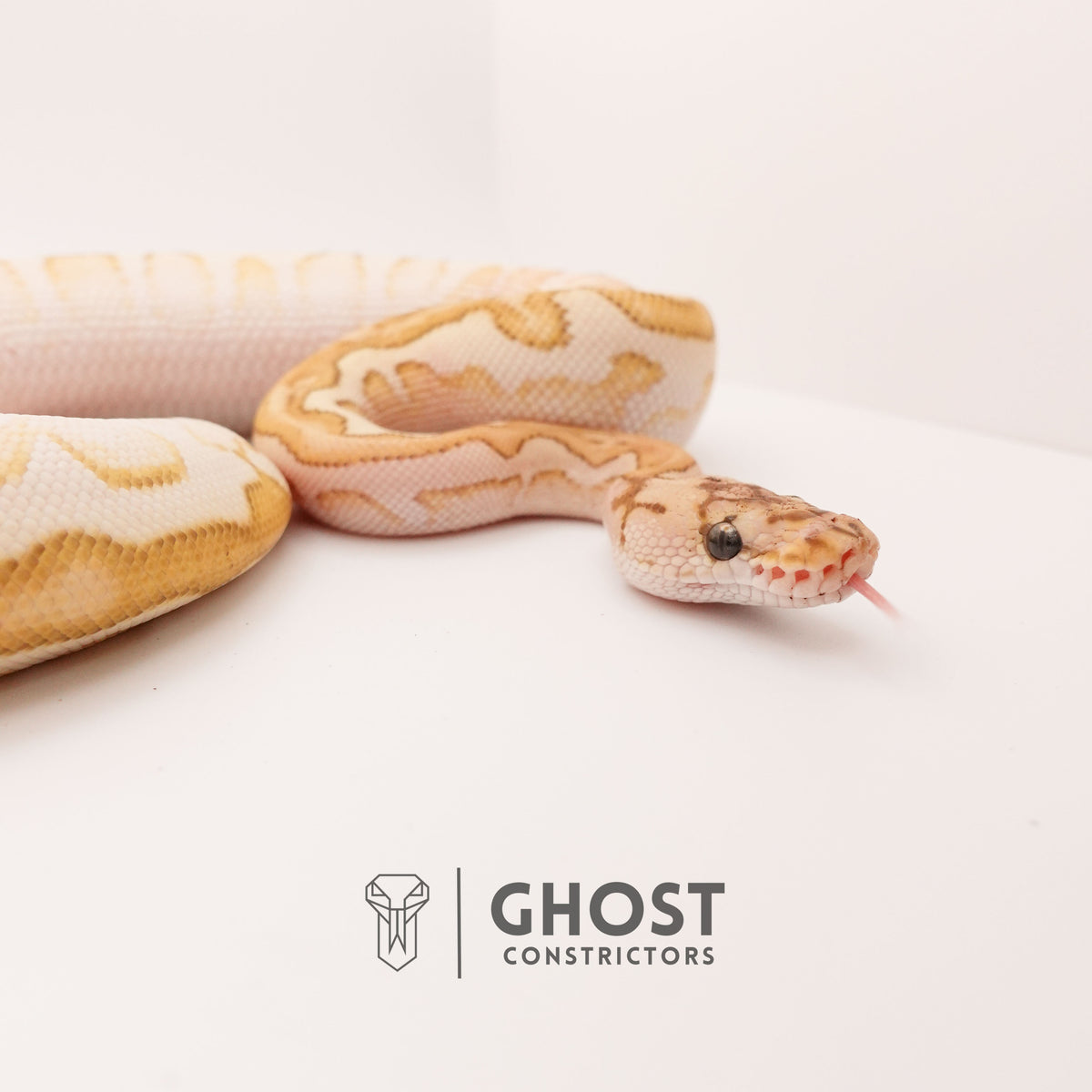 Lesser Spotnose (YB) Clown Ball Python — Female, 2024 hatch, captive-bred by Ghost Constrictors