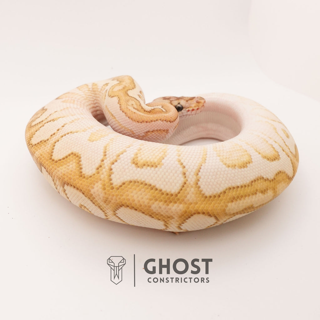 Lesser Spotnose (YB) Clown Ball Python — Female, 2024 hatch, captive-bred by Ghost Constrictors