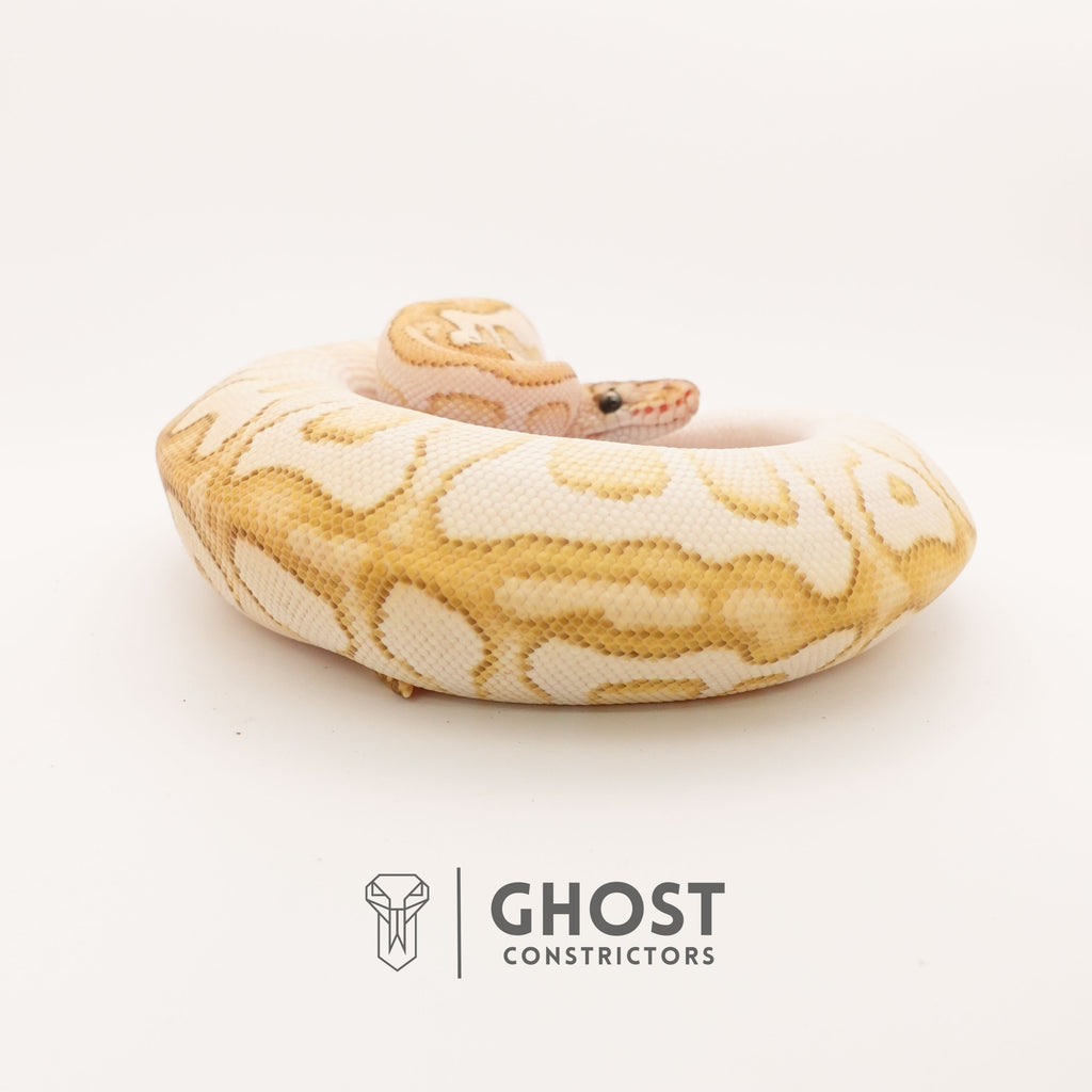 Lesser Spotnose (YB) Clown Ball Python — Female, 2024 hatch, captive-bred by Ghost Constrictors