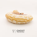 Lesser Spotnose (YB) Clown Ball Python — Female, 2024 hatch, captive-bred by Ghost Constrictors