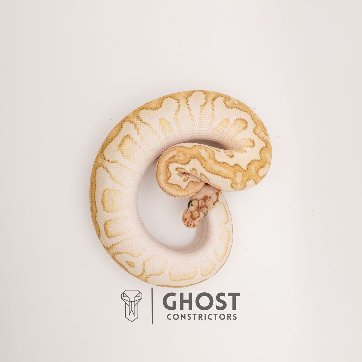Lesser Spotnose (YB) Clown Ball Python — Female, 2024 hatch, captive-bred by Ghost Constrictors