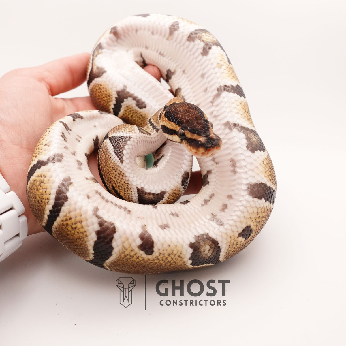 Yellow Belly Het Clown Ball Python — Male, 2024 hatch, captive-bred by Ghost Constrictors
