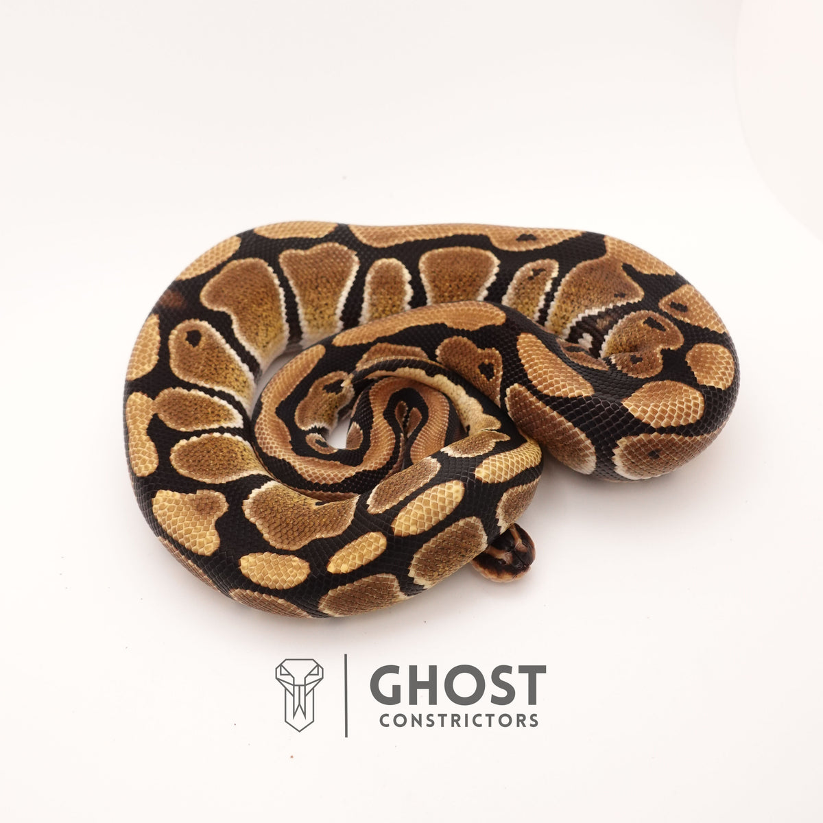 Yellow Belly Het Clown Ball Python — Male, 2024 hatch, captive-bred by Ghost Constrictors