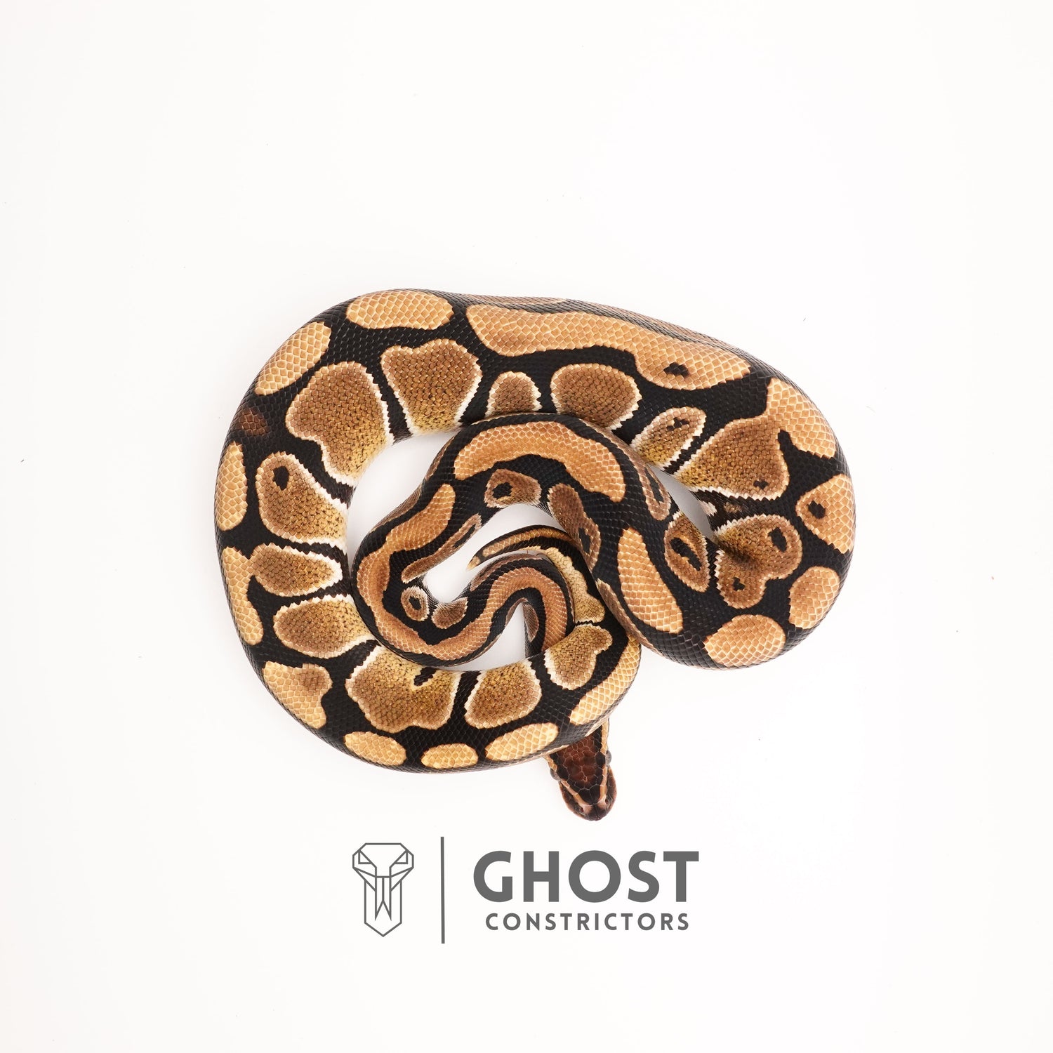 Yellow Belly Het Clown Ball Python — Male, 2024 hatch, captive-bred by Ghost Constrictors