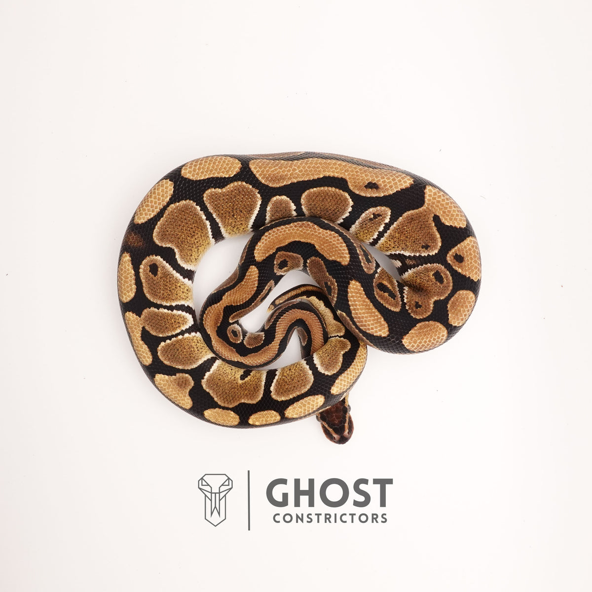 Yellow Belly Het Clown Ball Python — Male, 2024 hatch, captive-bred by Ghost Constrictors