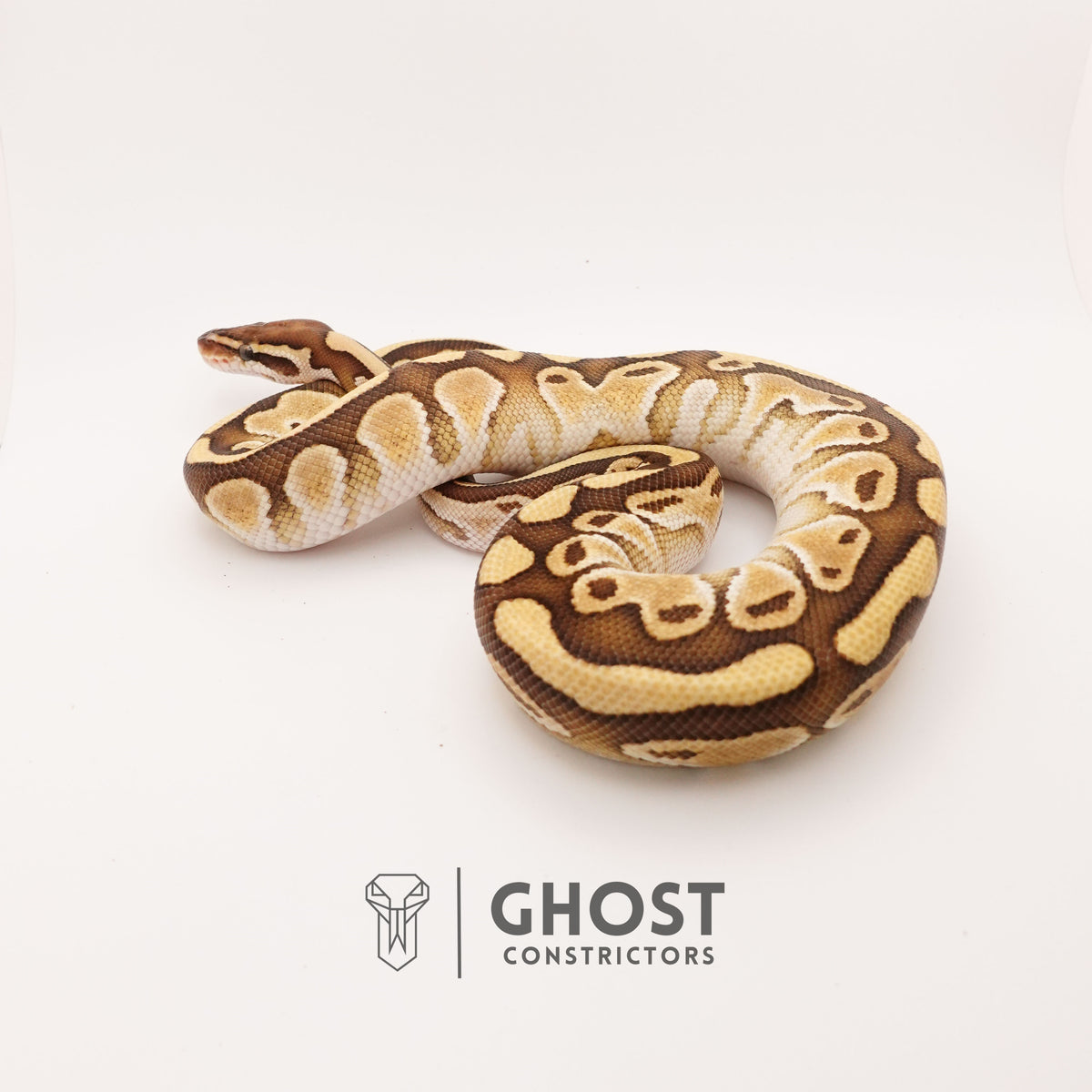Lesser Het Clown — Male, 2024 hatch, captive-bred by Ghost Constrictors