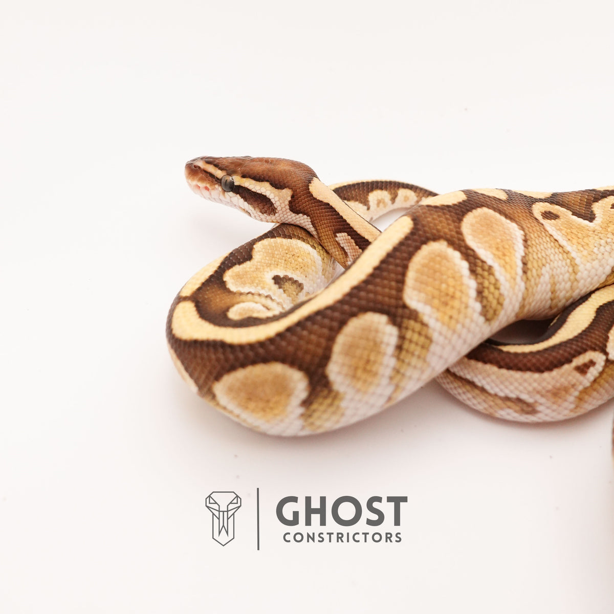 Lesser Het Clown — Male, 2024 hatch, captive-bred by Ghost Constrictors
