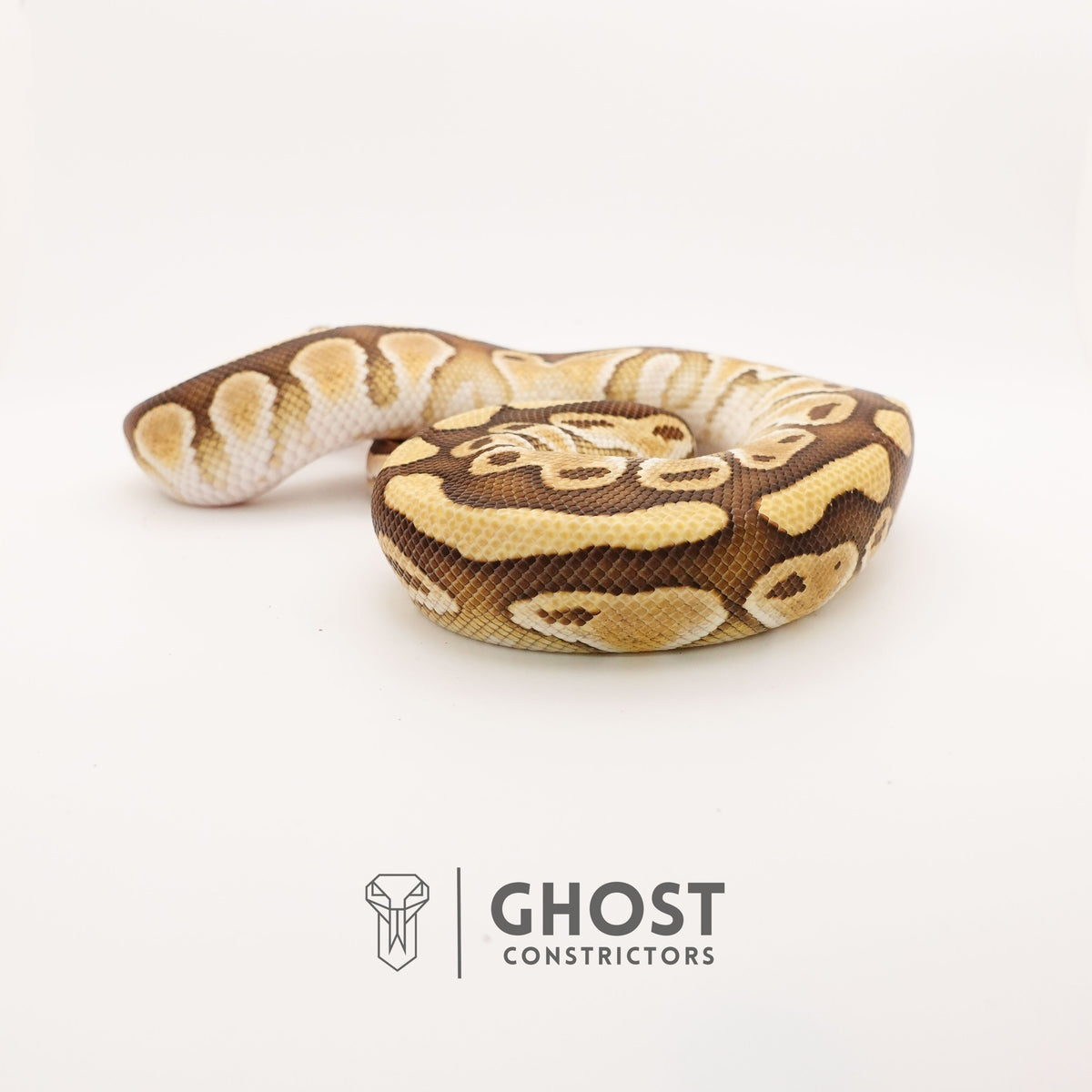 Lesser Het Clown — Male, 2024 hatch, captive-bred by Ghost Constrictors