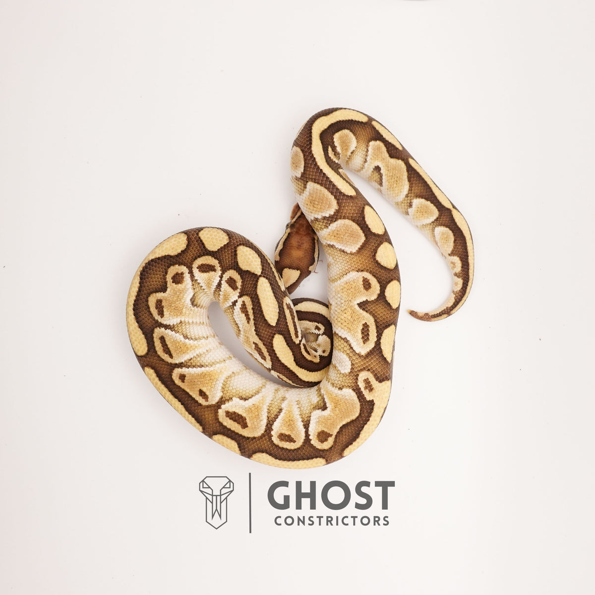 Lesser Het Clown — Male, 2024 hatch, captive-bred by Ghost Constrictors