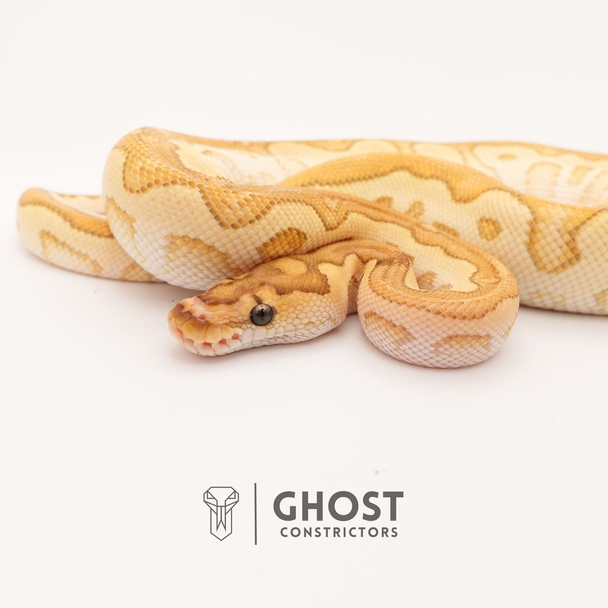 Lesser (YB) Clown — Male, 2024 hatch, captive-bred by Ghost Constrictors
