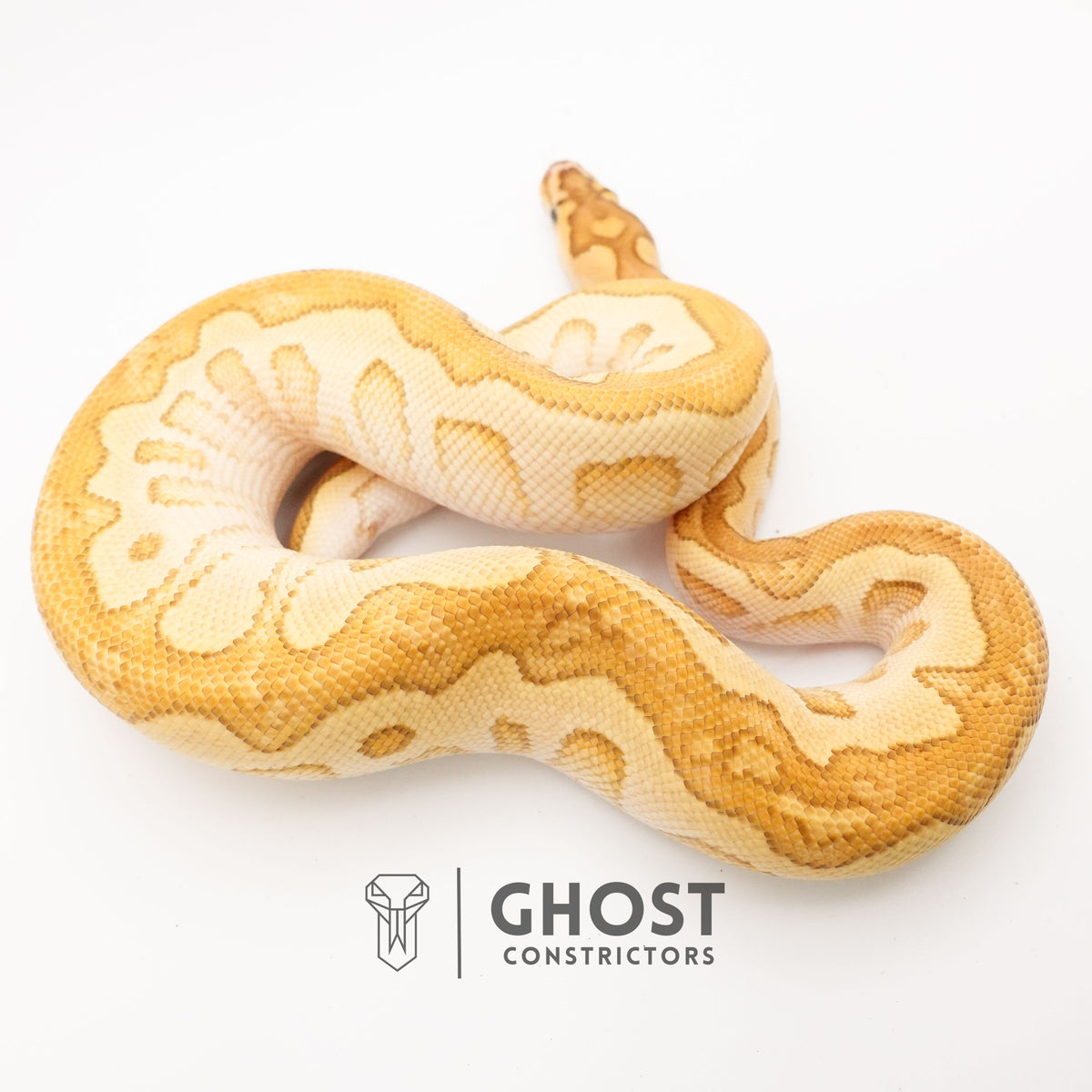 Lesser (YB) Clown — Male, 2024 hatch, captive-bred by Ghost Constrictors