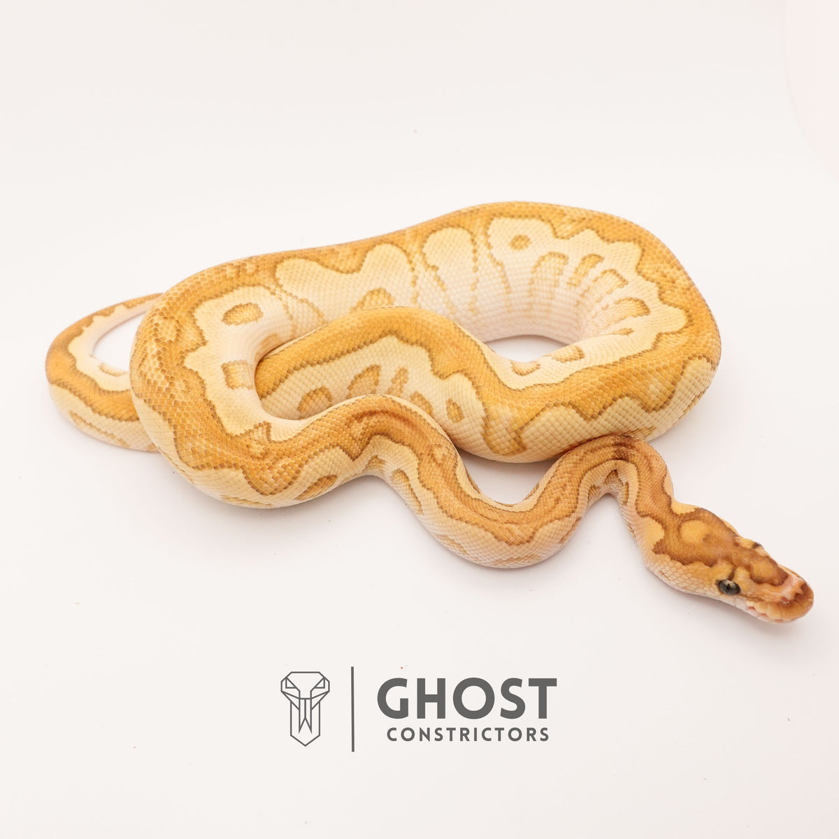 Lesser (YB) Clown — Male, 2024 hatch, captive-bred by Ghost Constrictors