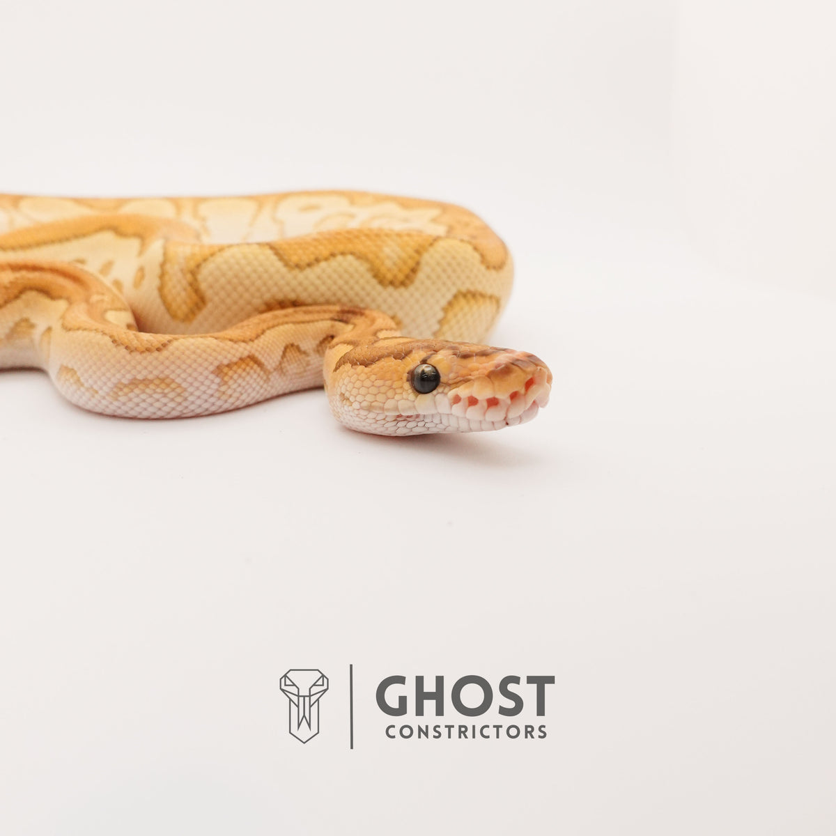 Lesser (YB) Clown — Male, 2024 hatch, captive-bred by Ghost Constrictors