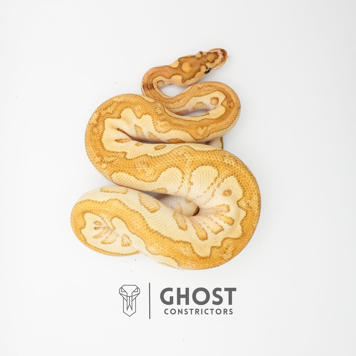 Lesser (YB) Clown — Male, 2024 hatch, captive-bred by Ghost Constrictors