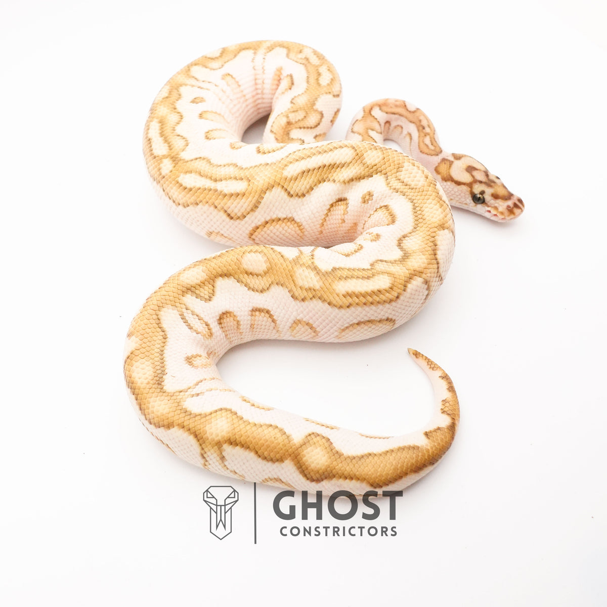Lesser Spotnose YB Clown — Female, 2024 hatch, captive-bred by Ghost Constrictors